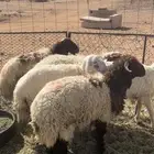 للبيع نعيم العدد 4خروفين ورخلين