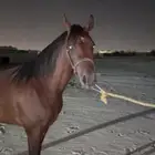 حصان