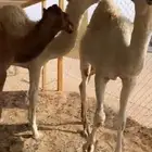 قعدان طايشه على حليب