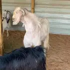 تيس مشروك كفو