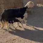 تم البيع