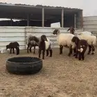 غنم أربعة تحين أربعة