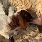 داغور نعيمي