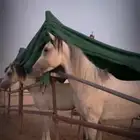 حصاني للبيع واهو