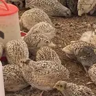 سمان فري عمر شهر