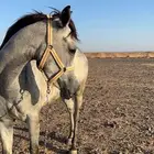 مهره للبيع