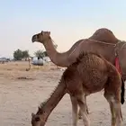 خلفه ساحليه مصغر حمرا كفو معها بكره