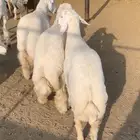 ذبايح للبيع مع التوصيل
