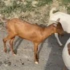 جفرة