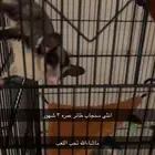 سنجاب طائر ( شوقر قلايدر ) انثى مع الملحقات