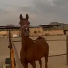 فرس شعبيه لقاح