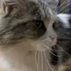 للبيع قطه شيرازي