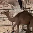حاشي