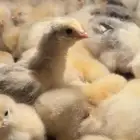 صيصان براهما كولمبي كونك ( امهات خوارج )