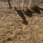 للبيع بهم طليان