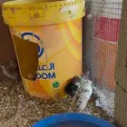 دجاجه مفرخه شرط
