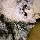 قطط للتبني