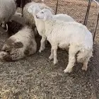 للبيع خرفان حريه العدد2