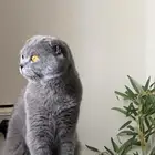 قط ذكر طالب لتزاوج سكوتش العمر سنه