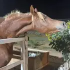 حصان عربي ( واهو )
