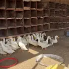 بط بكيني