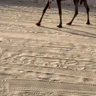 عشاير طيبات وسليمه من العذاريب