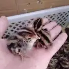 مطلوب صوص سمان