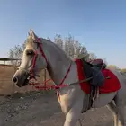 حصان شعبي