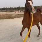 مهر شعبي مستقبل ركوب