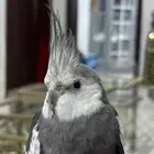 طيور كروان
