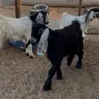 تيوس