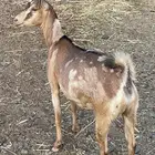 عناق عمانية دافع( تم البيع)