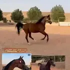 فرس للقاح   مهر