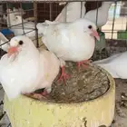 زغاليل فرنسي