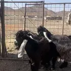 تيوس مشريع فحول