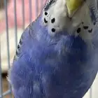 للبيع طيور البادجي