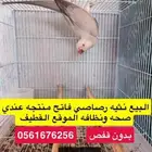 انثى دره رصاصي