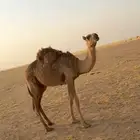 قعدان العدد 2. مفرود وحوار عمره تقريبا  7 شهور
