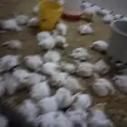 دجاج لاحم