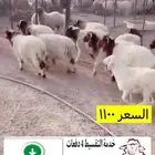 هرفي نعيمي