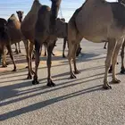 ذود صفر كفو