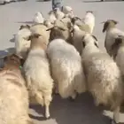 للبيع خرفان جبره