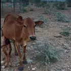بقره منتوج بلدي