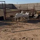 ثلاث خرفان مغلقة شحم