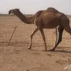 بكره حمرا