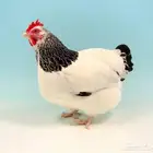 بيض مخصب دجاج سوسكس ارميني