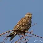 طير باشق - شبوط للبيع