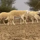 رخال صنف ضغط عالي