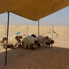 خرفان نعيمي بلدي مربوط يصلح لجميع المناسبات