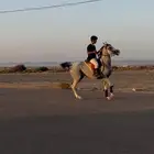 فرس شعبيه